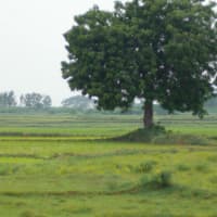 The region
