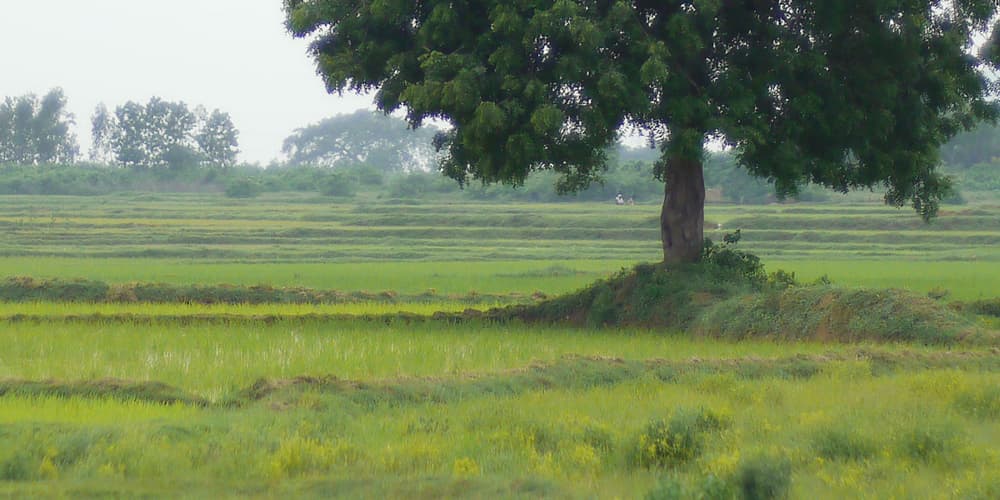 The region